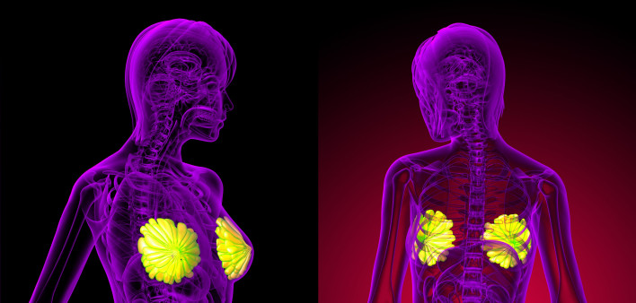 3D rendering of the breast