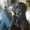 Meet my new puppa Hugo!