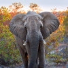 Elephant in South Africa