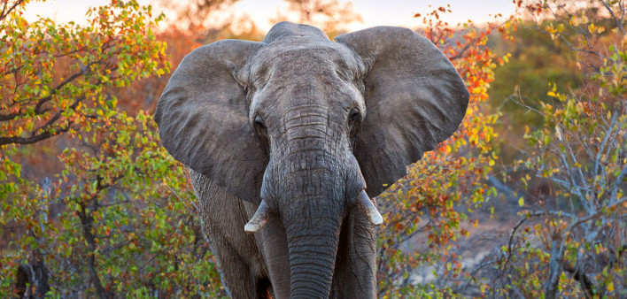 elephant, Brittenson