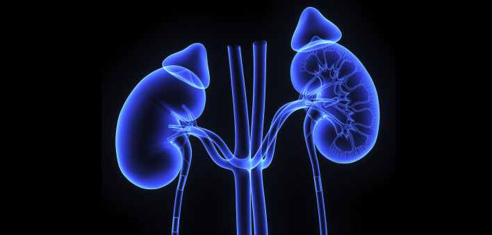 kidneys