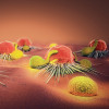 Cancer cells and lymphocytes