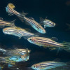 Zebrafish are used in research at Oregon State University.