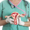 Female reproductive system
