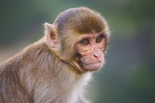 Rhesus macaque