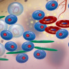 Multiple myeloma cells