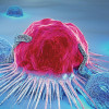 Immune cells attack a cancer cell.