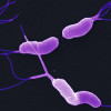 Corkscrew-shaped H. pylori bacteria cause a chronic stomach infection and are one of the top risk factors for stomach cancer.