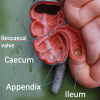 The appendix sits at the junction of the small and large intestines.