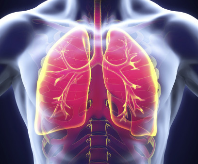 lungs
