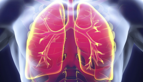 lungs