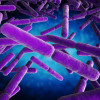 Clostridium bacteria