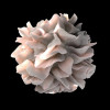 Dendritic cell
