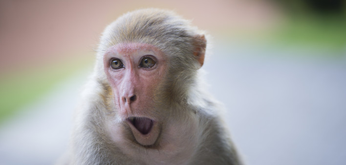 Rhesus macaque