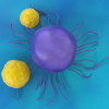 T cells attack a cancer cell