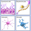 Types of neuroglia