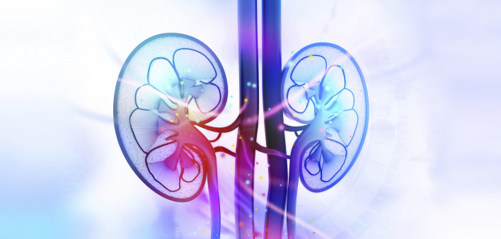 kidneys