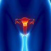 Female reproductive system