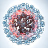 Hepatitis C virus