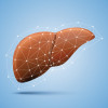liver illustration