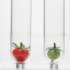 red and green tomatoe in test tubes