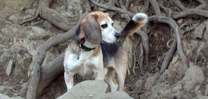 beagle dog