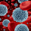 Red and white blood cells