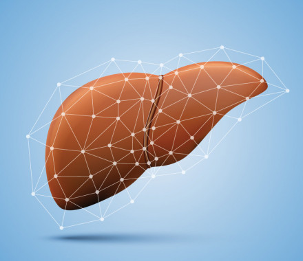 liver illustration