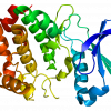 Crystal structure of Aurora Kinase A protein