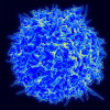 A CD4 cell