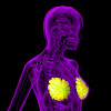 3D rendering of the breast