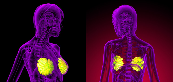 3D rendering of the breast