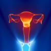 Female reproductive system
