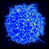 A CD4 cell