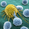 White blood cells