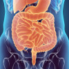 Digestive system