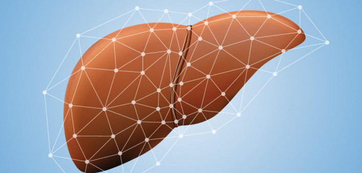 liver illustration