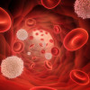 Red and white blood cells