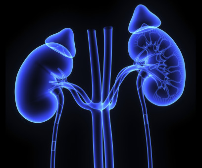 kidneys