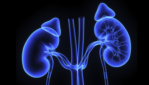kidneys