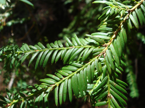 yew, tree, leaves, nature, forest, pacific yew