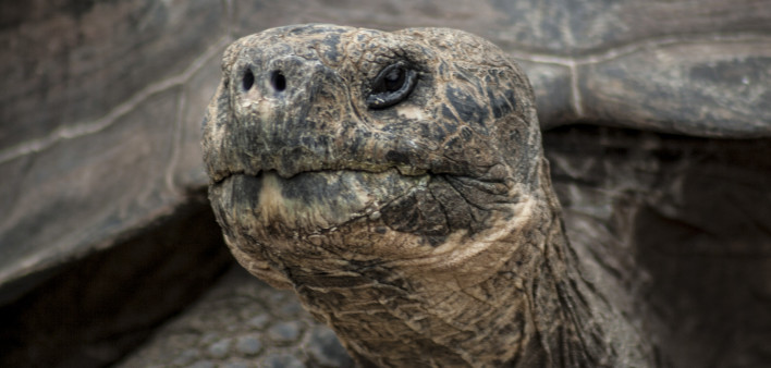 Lonesome George head shot close up in Galapagos islands