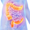 Large intestine