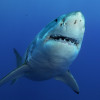 Great white shark