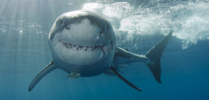 Great white shark