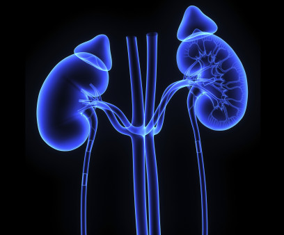 kidneys