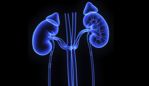kidneys