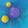 T cells attack a cancer cell