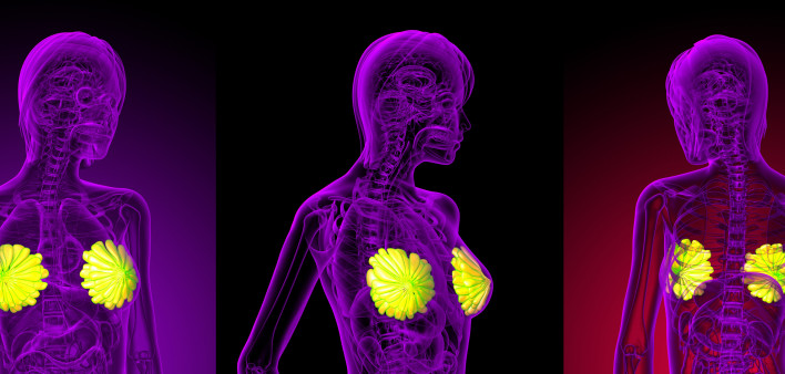 3D rendering of the breast