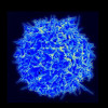 A CD4 cell